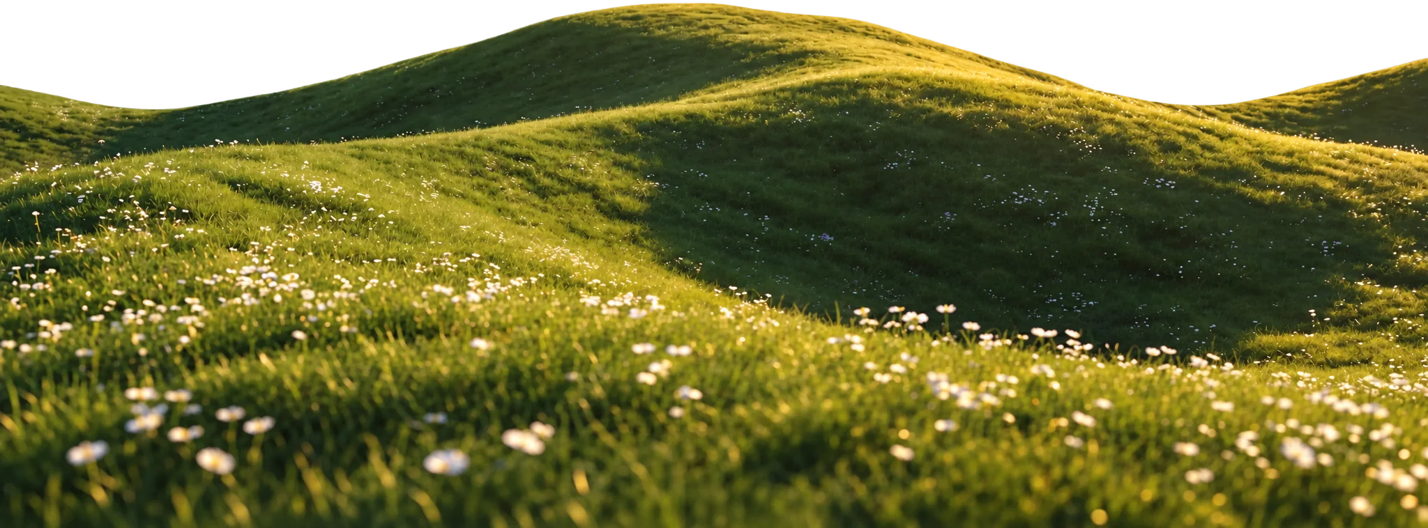Rolling green hills dotted with daisies in low morning light.